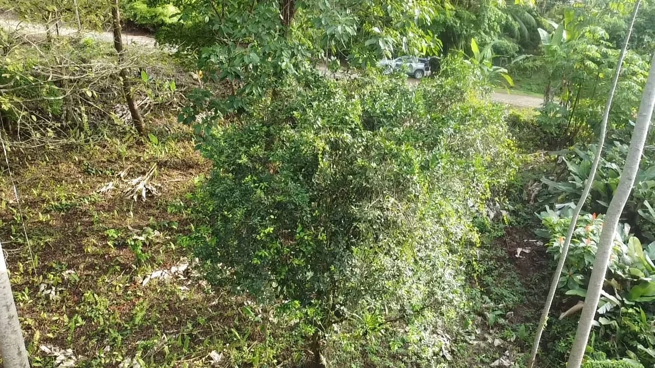 Jardín de la propiedad