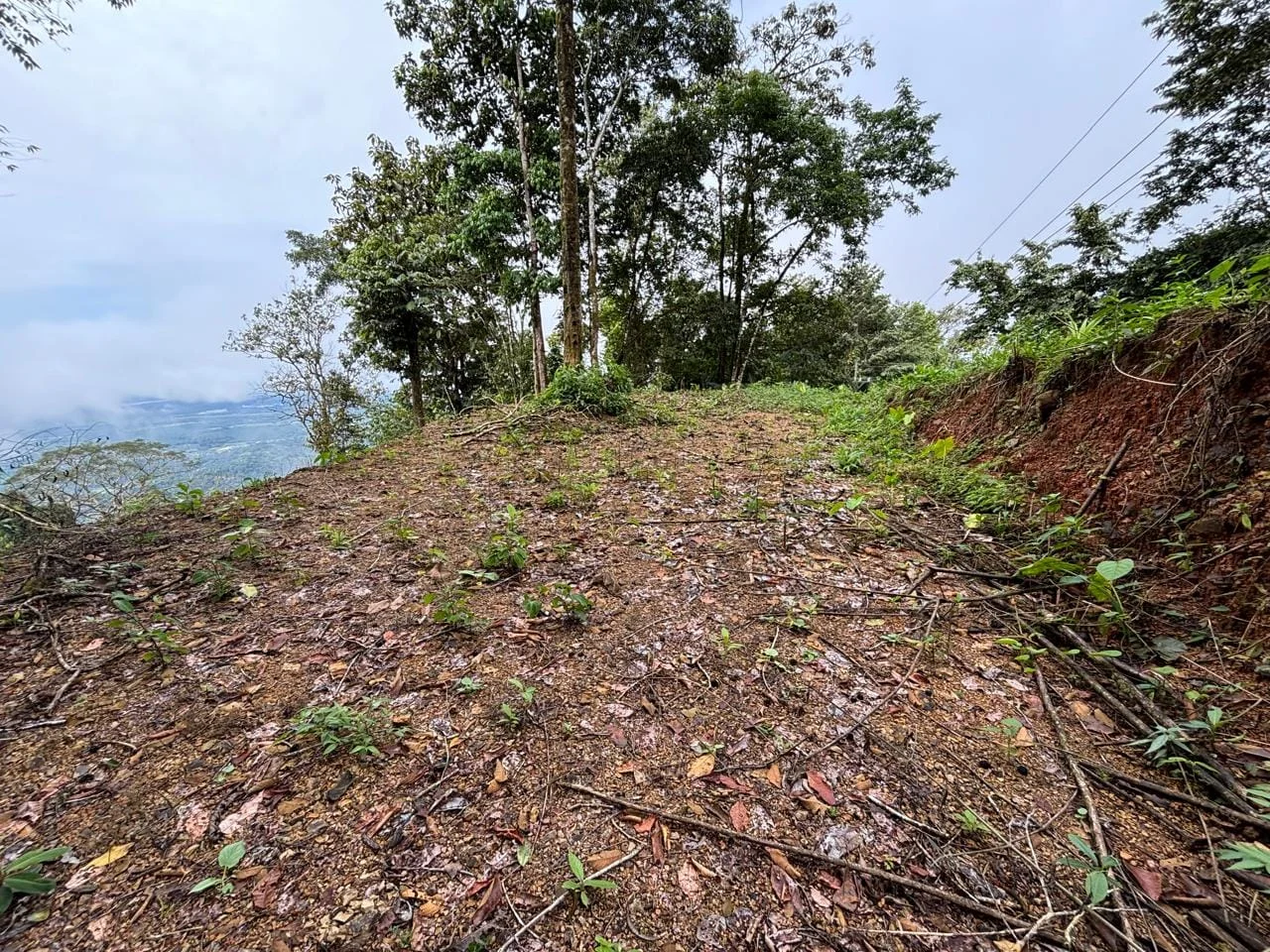Jardín de la propiedad